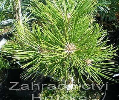 Borovice - Pinus densiflora 'Low Glow'