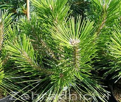Borovice - Pinus densiflora 'Low Glow'