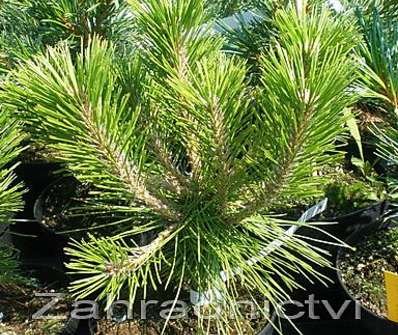 Borovice - Pinus densiflora 'Low Glow'