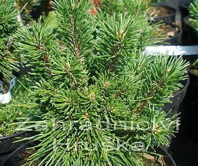 Borovice - Pinus mugo 'Kamila'