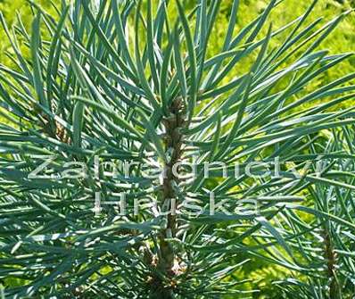 Borovice - Pinus sylvestris 'Compresa' KM
