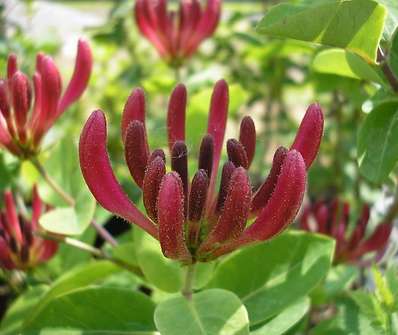 zimolez - Lonicera periclymenum 'Belgica'