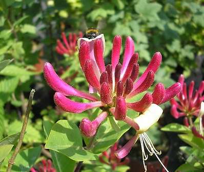 zimolez - Lonicera periclymenum ´Belgica´