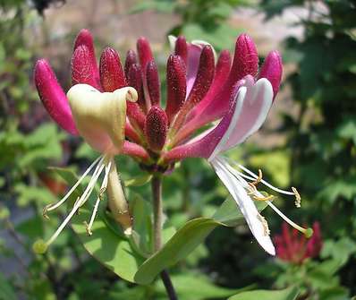 zimolez - Lonicera periclymenum ´Belgica´