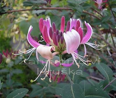 zimolez - Lonicera periclymenum ´Belgica´