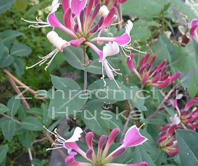 zimolez - Lonicera periclymenum 'Belgica'