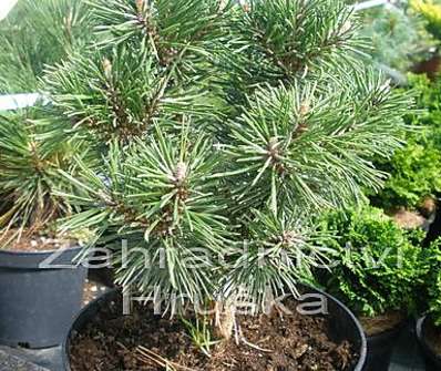 Borovice - Pinus uncinata 'Little Lady'