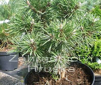 Borovice - Pinus uncinata 'Little Lady'
