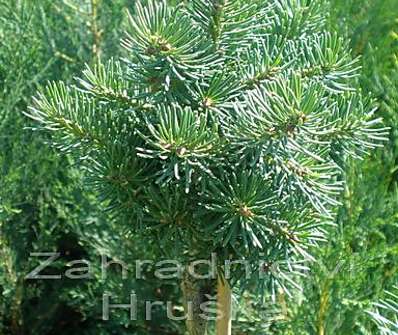 douglaska - Pseudotsuga menziensii 'Garibaldii'. KM