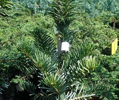 jedle - Abies amabilis 'Spraeding Star'