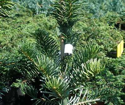 jedle - Abies amabilis 'Spraeding Star'