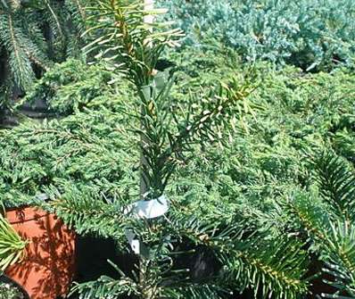 jedle - Abies amabilis 'Spraeding Star'