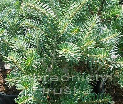 jedle - Abies koreana 'Gait'