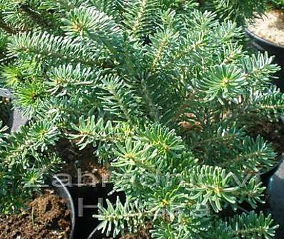 jedle - Abies koreana 'Gait'