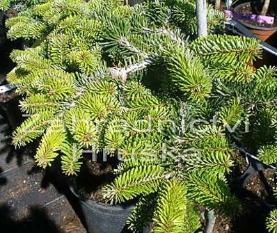 jedle - Abies nordmanniana 'WB Berlin' KM