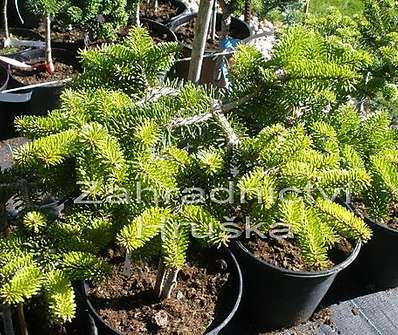 jedle - Abies nordmanniana 'WB Berlin' KM