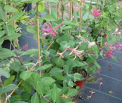 zimolez - Lonicera periclymenum ´Liset´