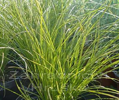 ostřice - Carex testacea 'Praire Fire'