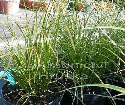 ostřice - Carex testacea 'Praire Fire'
