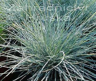 kostřava - Festuca glauca 'Eliah Blue'