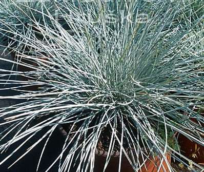 kostřava - Festuca glauca 'Eliah Blue'