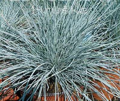 kostřava - Festuca glauca 'Eliah Blue'