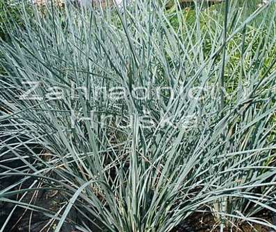 ovsíř - Helictotrichon sempervirens