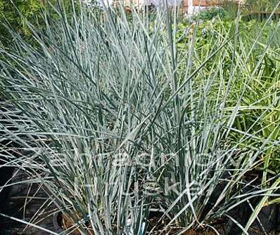 ovsíř - Helictotrichon sempervirens