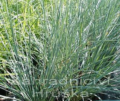ovsíř - Helictotrichon sempervirens