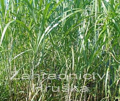 ozdobnice - Miscanthus sinensis 'Robustus'