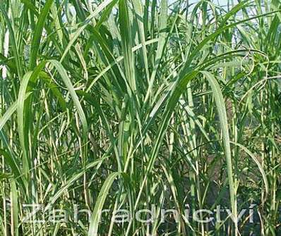 ozdobnice - Miscanthus sinensis 'Robustus'