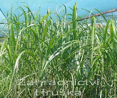 ozdobnice - Miscanthus sinensis 'Robustus'