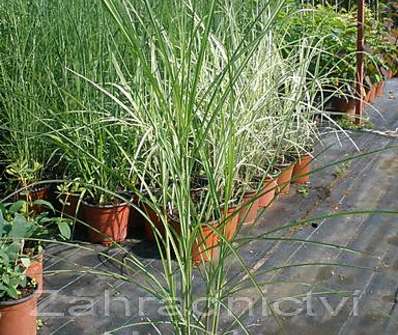 ozdobnice - Miscanthus sinensis 'Kleine Fontaine'