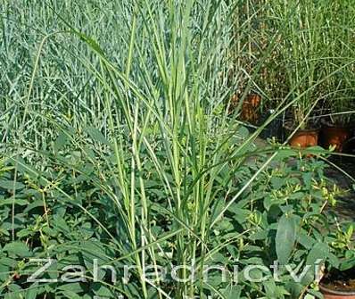 ozdobnice - Miscanthus sinensis 'Kleine Fontaine'