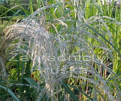 ozdobnice - Miscanthus sinensis 'Kleine Fontaine'