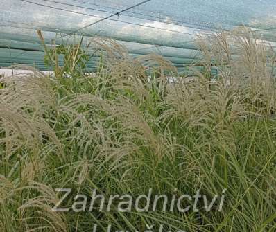 ozdobnice - Miscanthus sinensis 'Kleine Fontaine'
