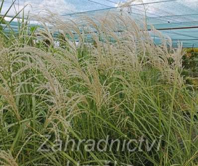 ozdobnice - Miscanthus sinensis 'Kleine Fontaine'