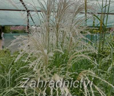 ozdobnice - Miscanthus sinensis 'Kleine Fontaine'