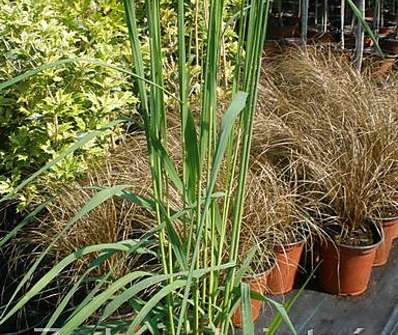 bezkolenec - Molinia litoralis 'Windspiel'