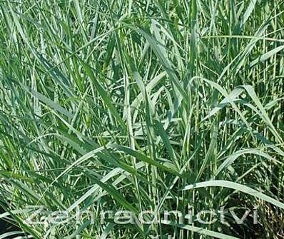 proso - Panicum virgatum 'Prairie Sky'