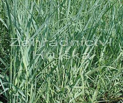 proso - Panicum virgatum 'Prairie Sky'