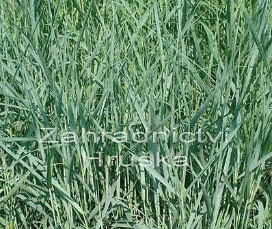 proso - Panicum virgatum 'Prairie Sky'