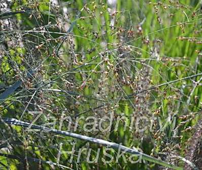 proso - Panicum virgatum 'Prairie Sky'