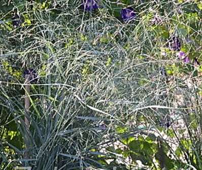 proso - Panicum virgatum 'Prairie Sky'