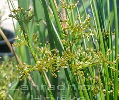 Scirpus
