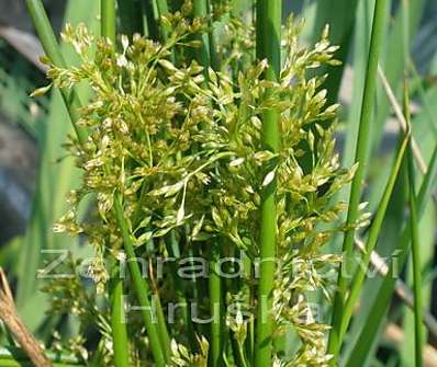 Scirpus