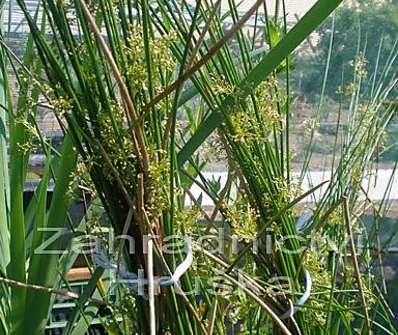 Scirpus