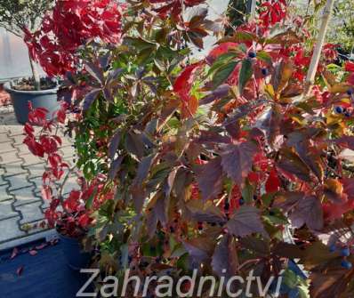 přísavník -  Parthenocissus quinguefolia