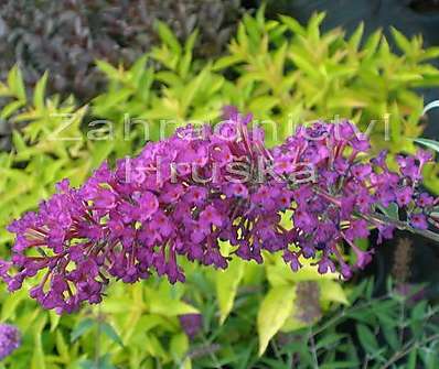 komule - Buddleja davidii 'Border Beauty'