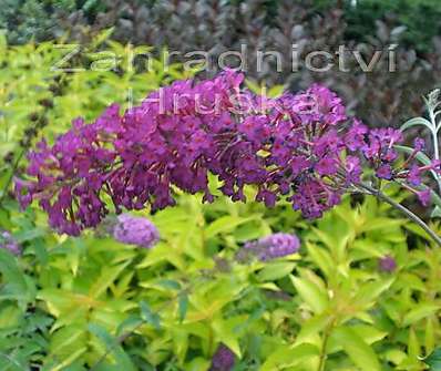 komule - Buddleja davidii 'Border Beauty'